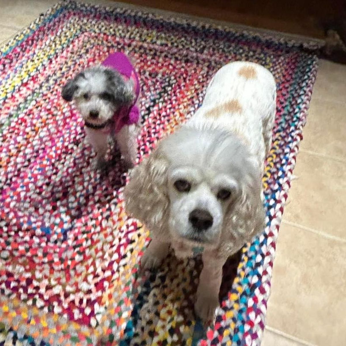 two sweet dogs