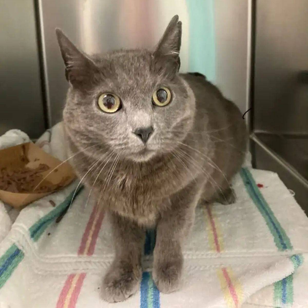 very cute gray cat