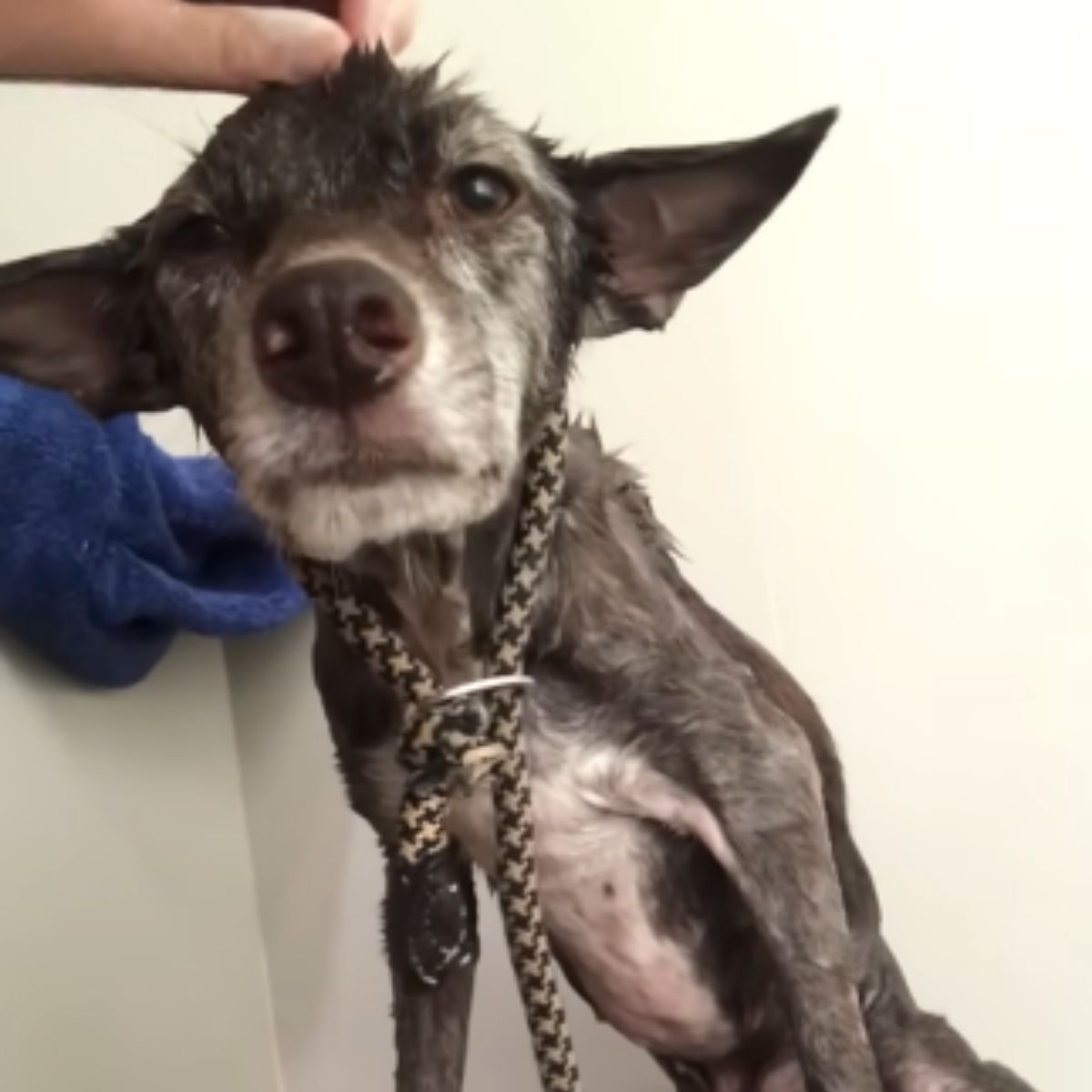 very skinny dog