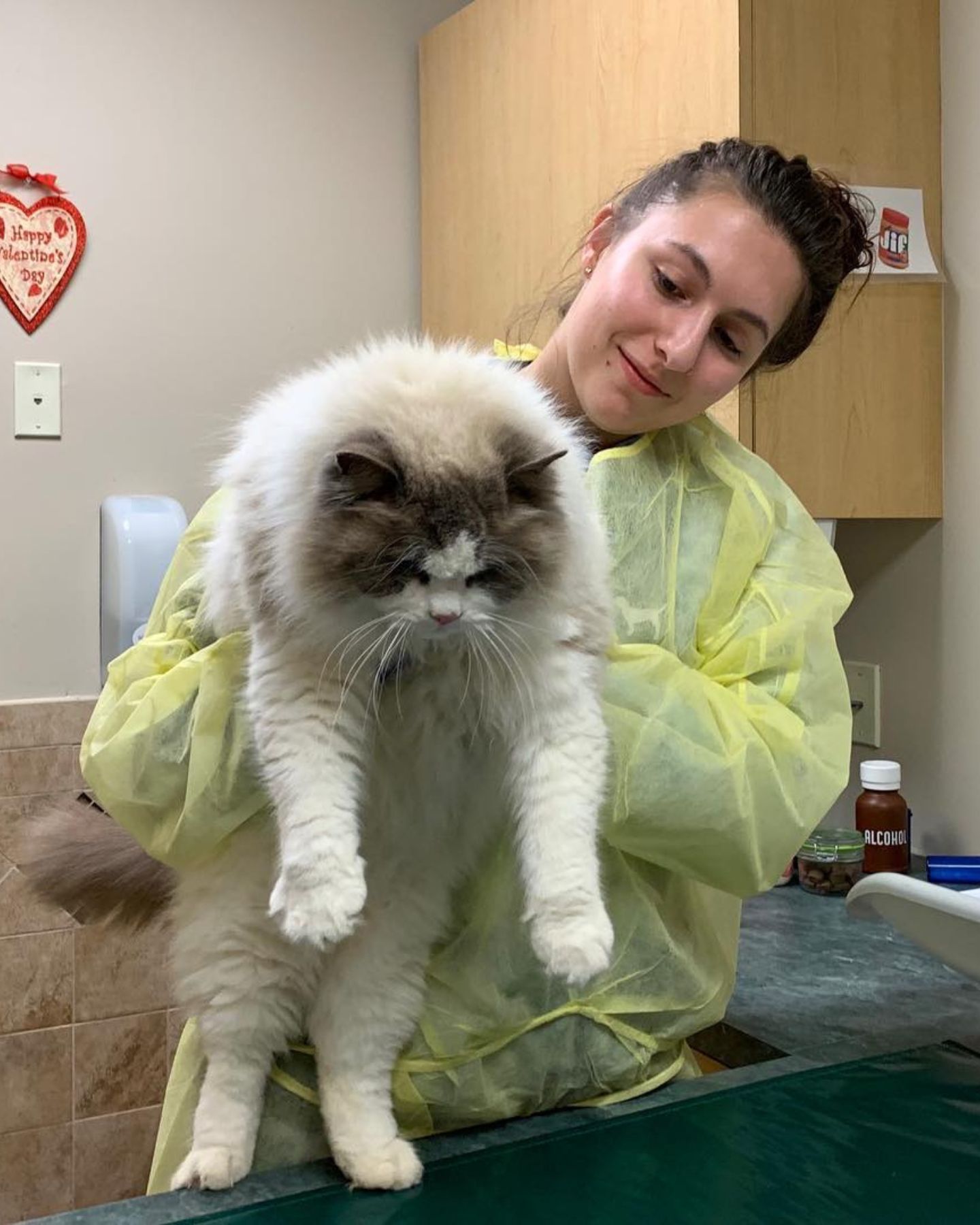 vet holding a cat