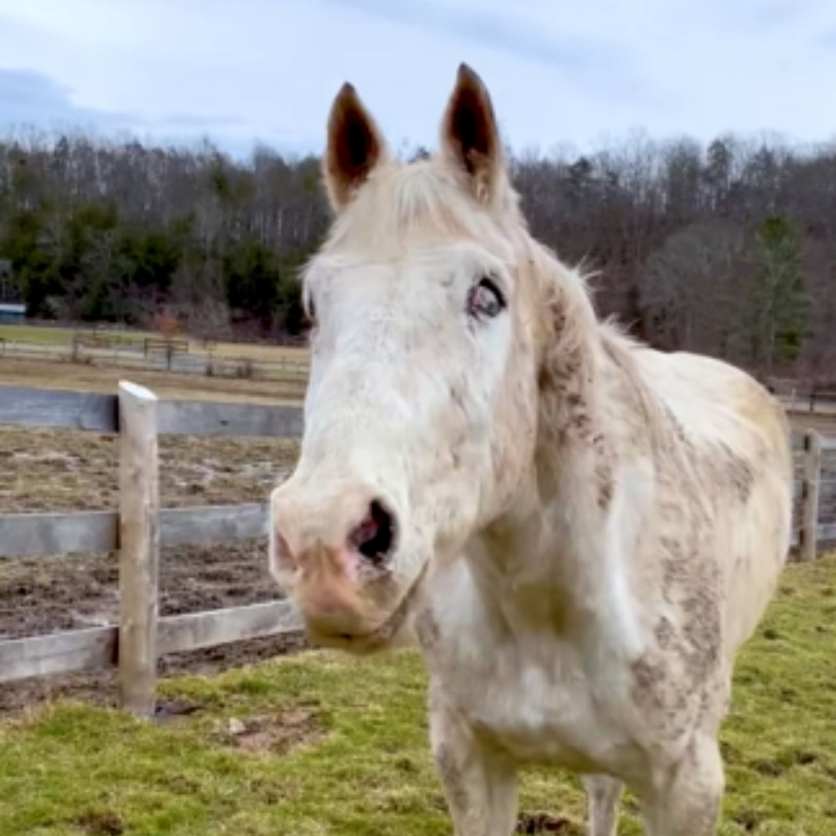 white blind horse