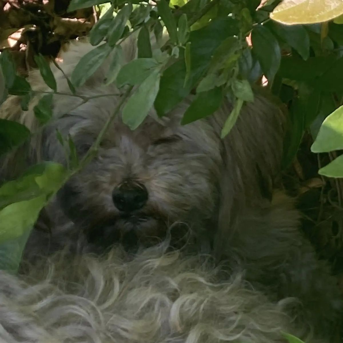 white dog in bushes