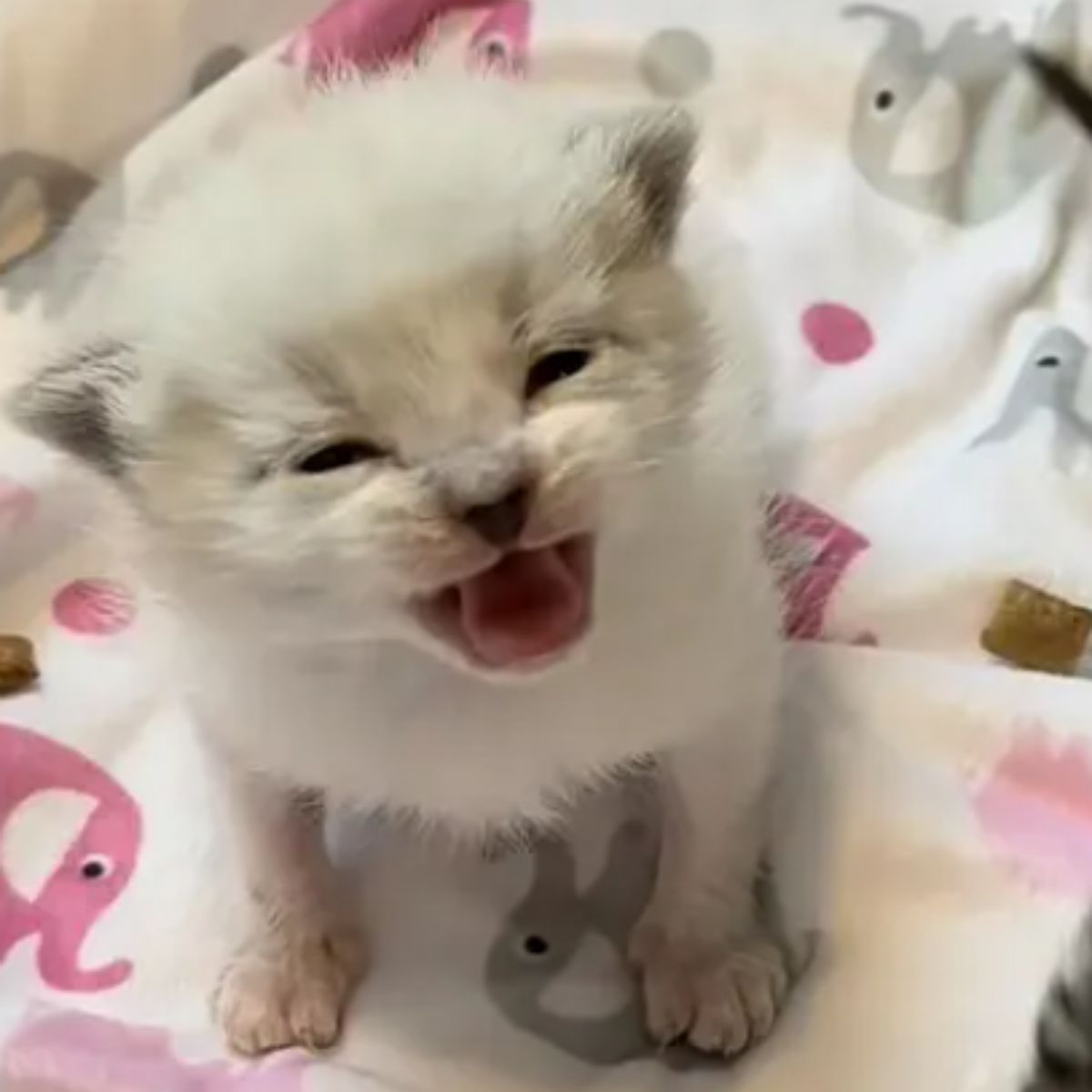 white kitten