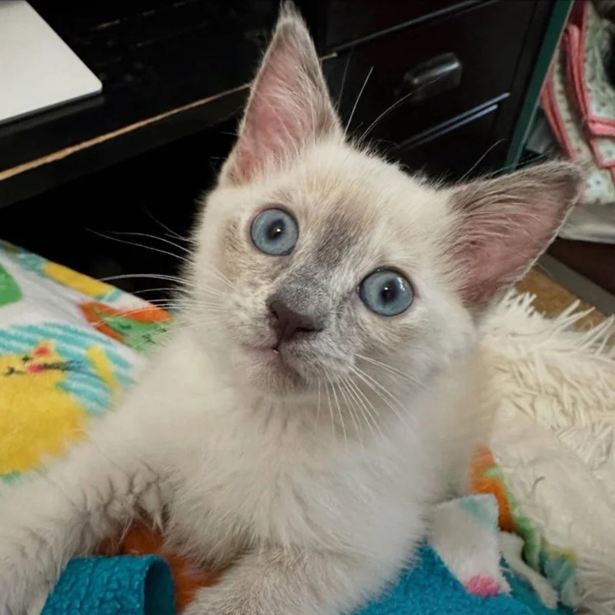 white kitten