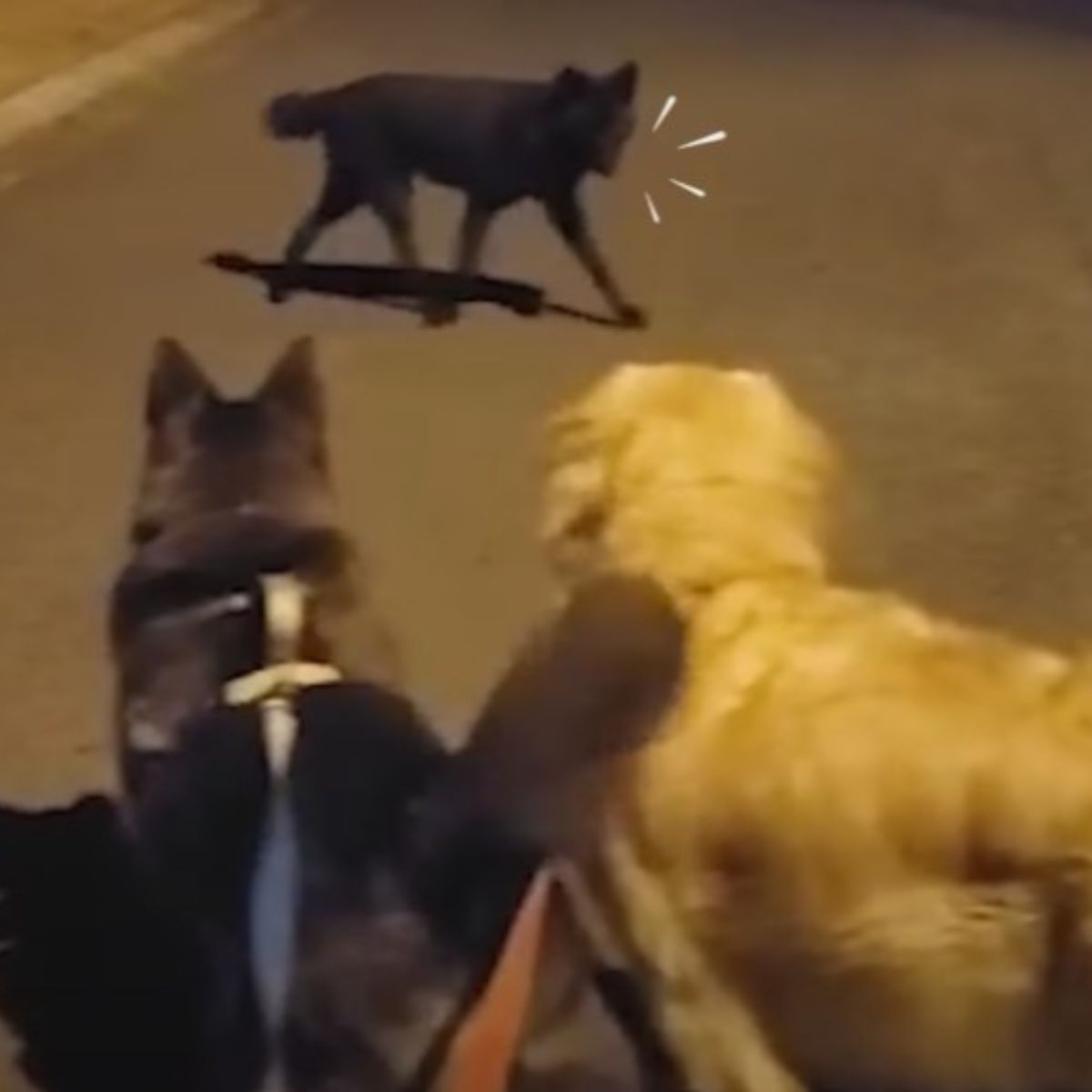 wild coyote on road