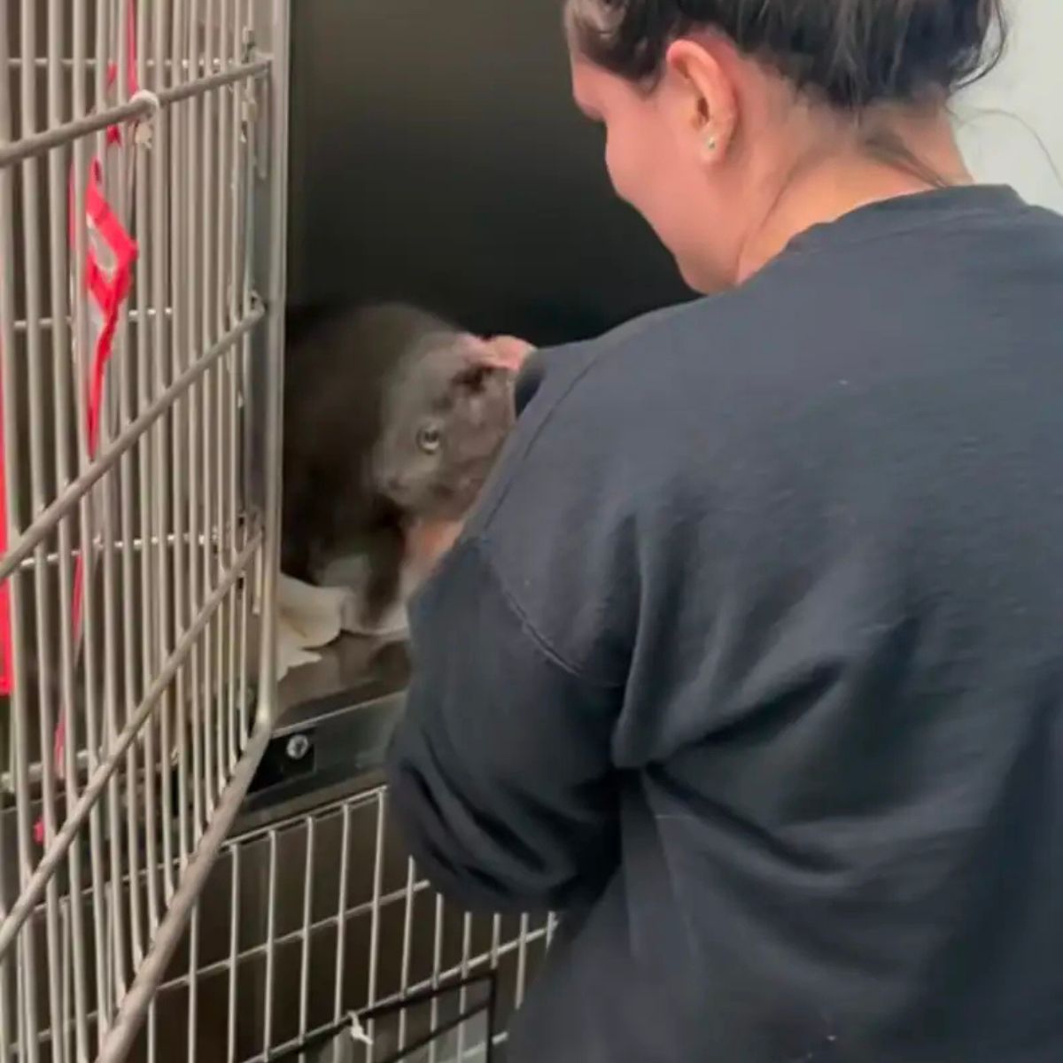 woman and gray cat
