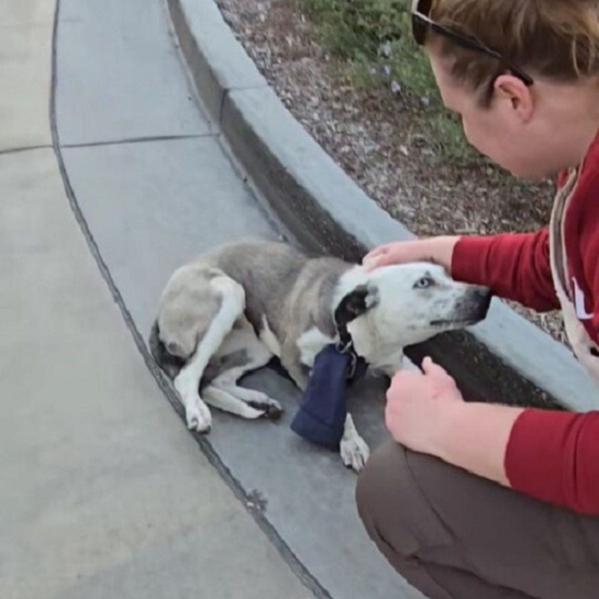 woman and stray dog
