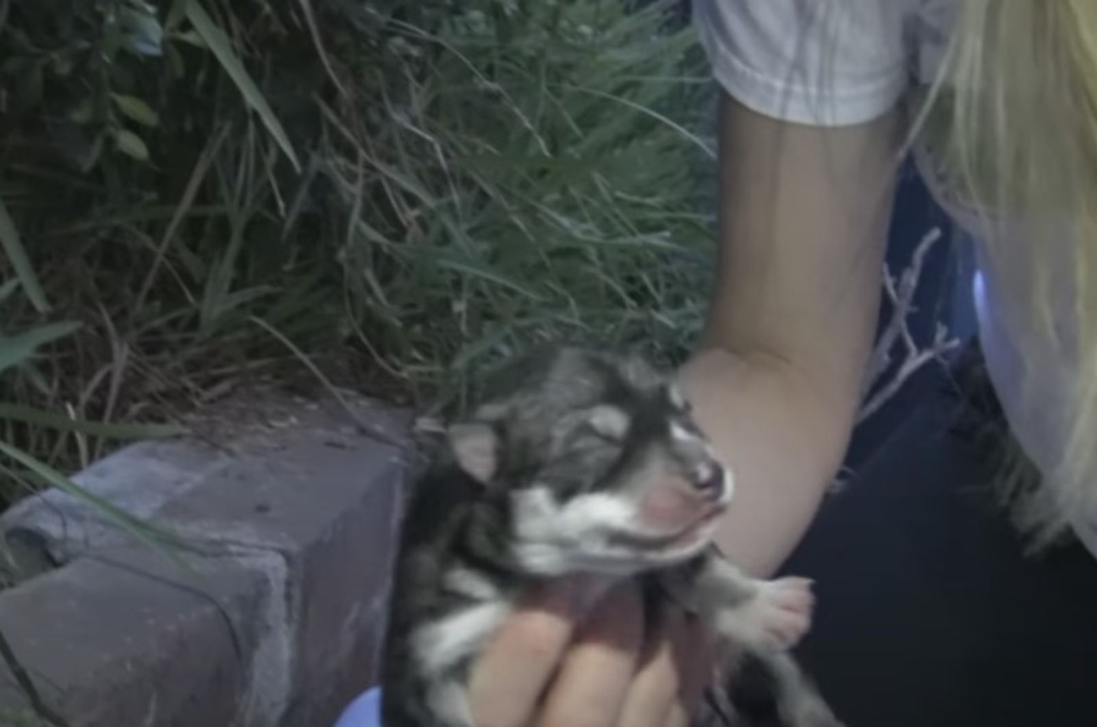 woman and tiny puppy