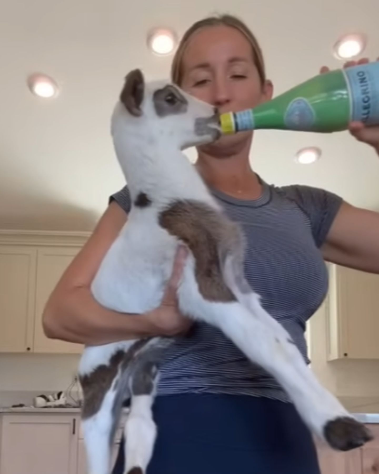 woman feeding a lamb