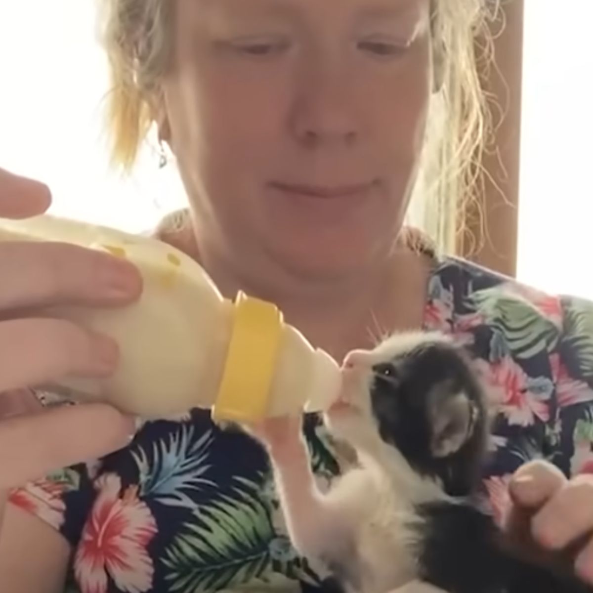 woman feeding a tiny kitten