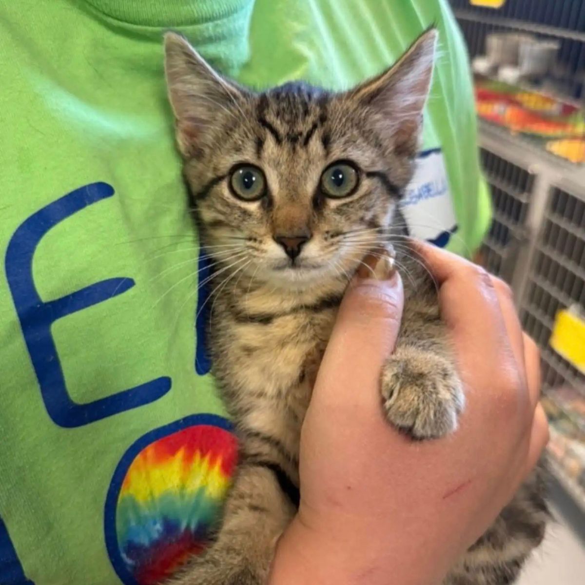 woman holding a sweet kitten
