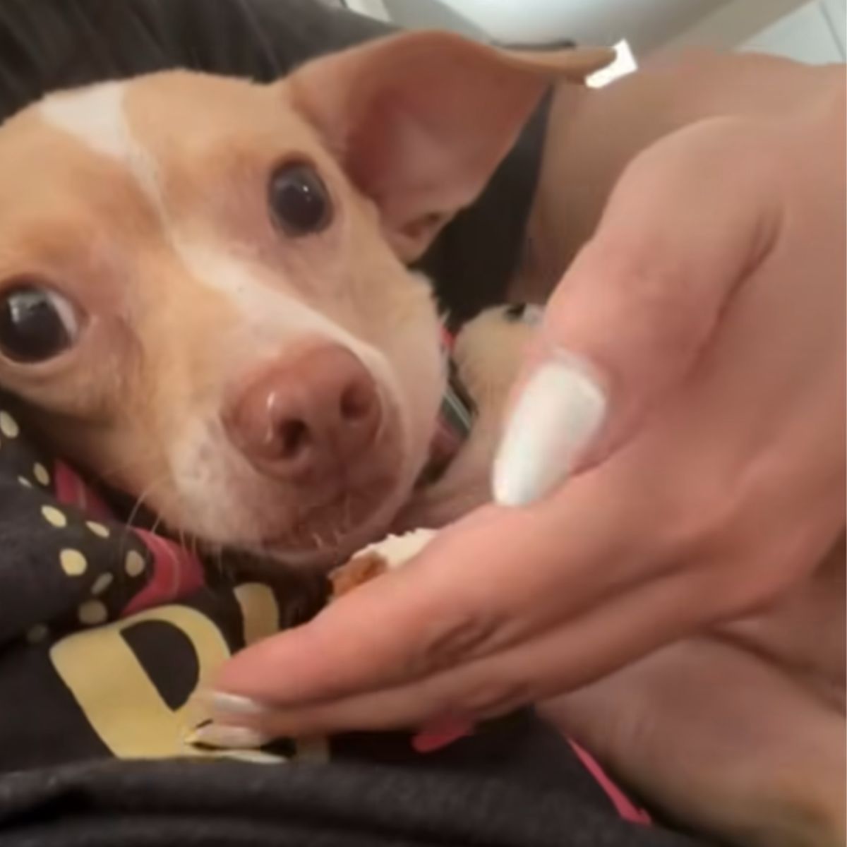 woman holding a tiny dog