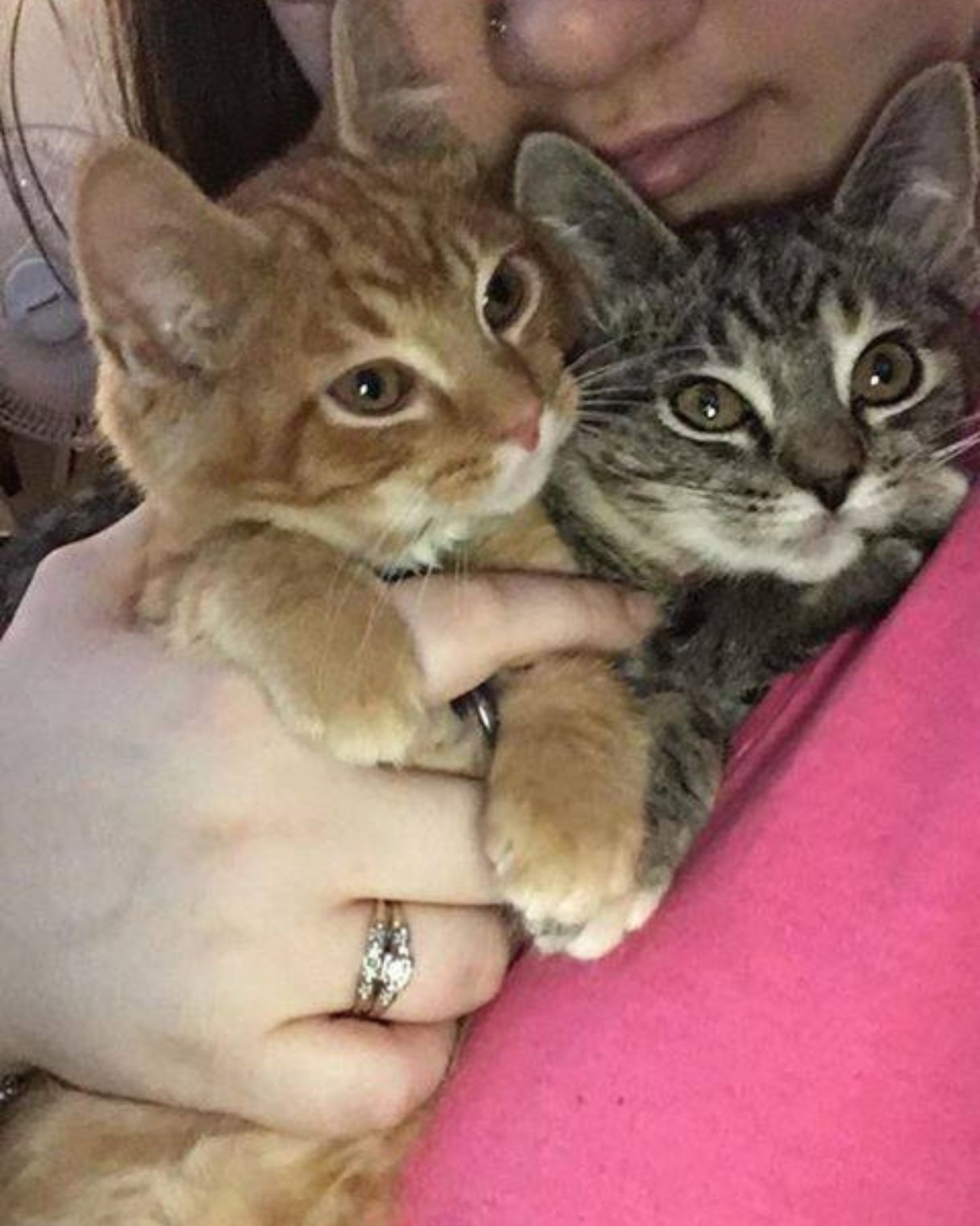 woman holding two kittens