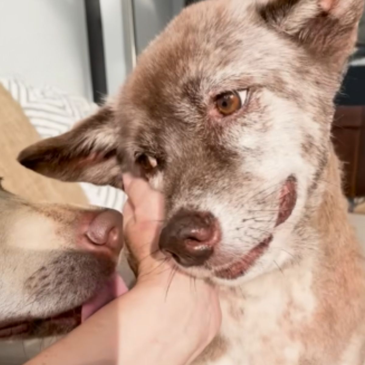 woman petting a dog