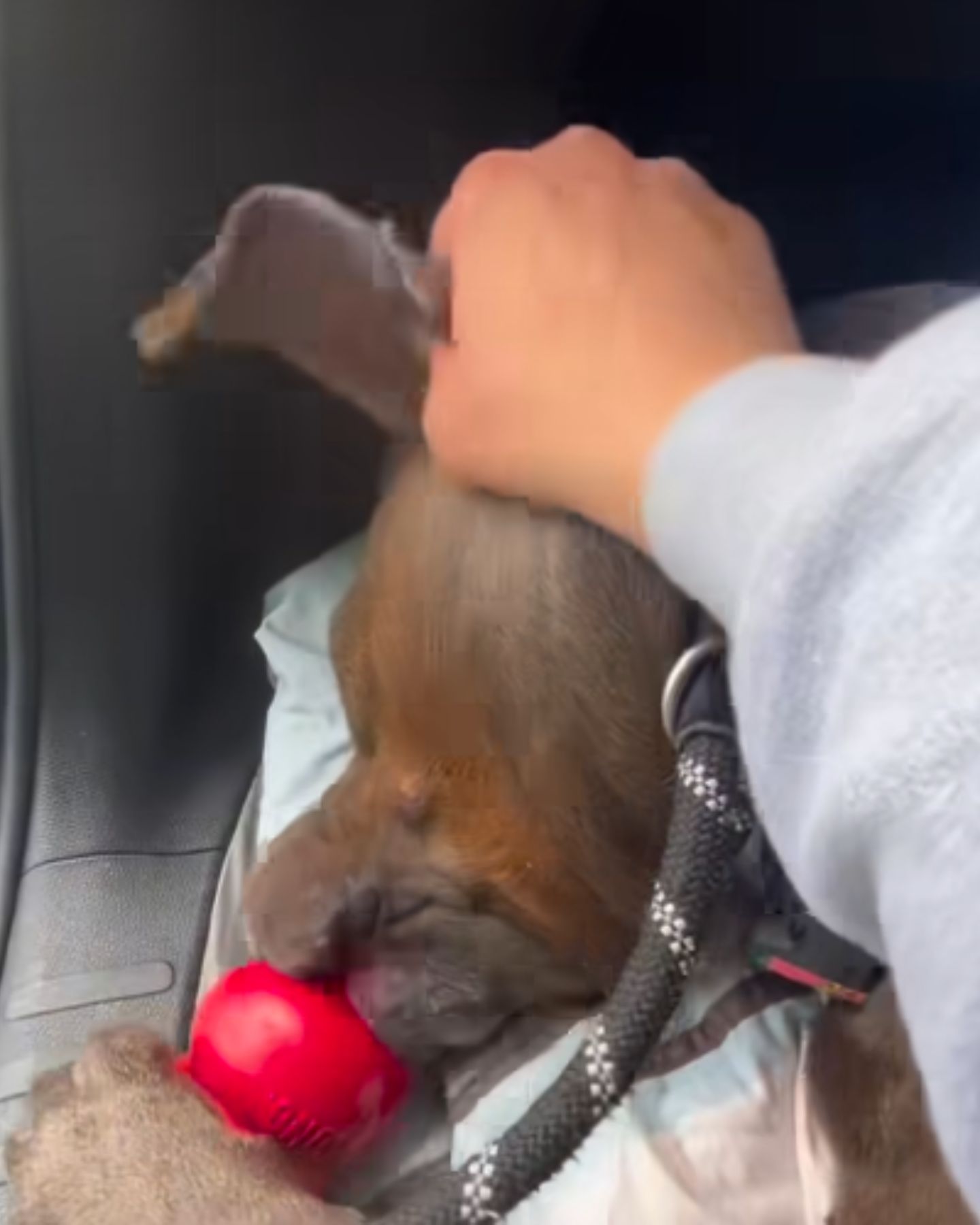 woman petting a dog