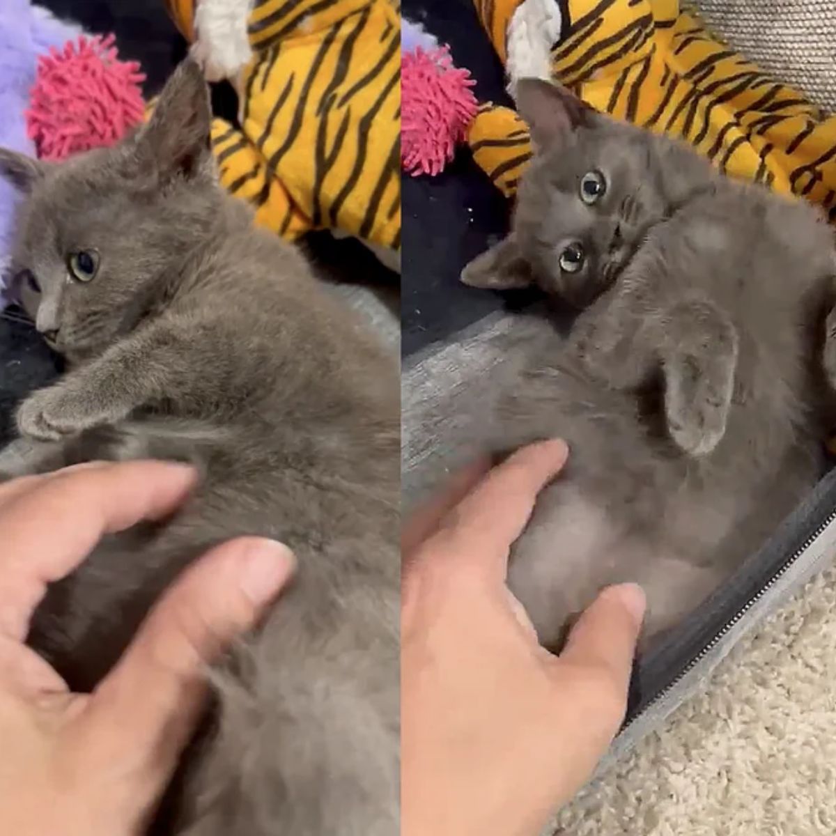 woman petting a gray kitten