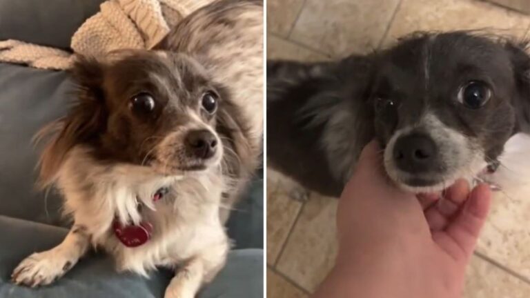 California Woman Thought She Adopted A Chihuahua, But Then She Got A Big Surprise