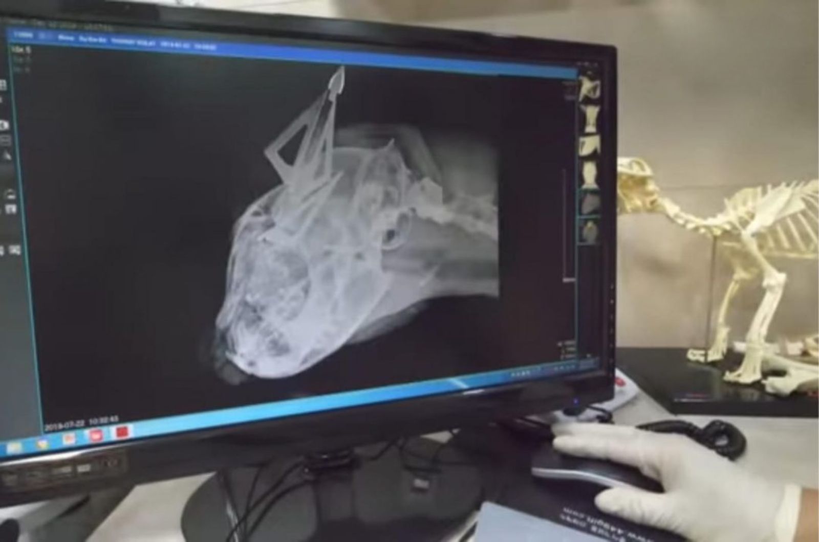 x-ray of cat