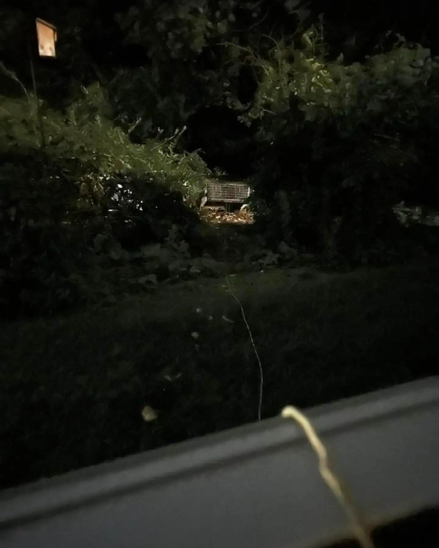 yard in the dark
