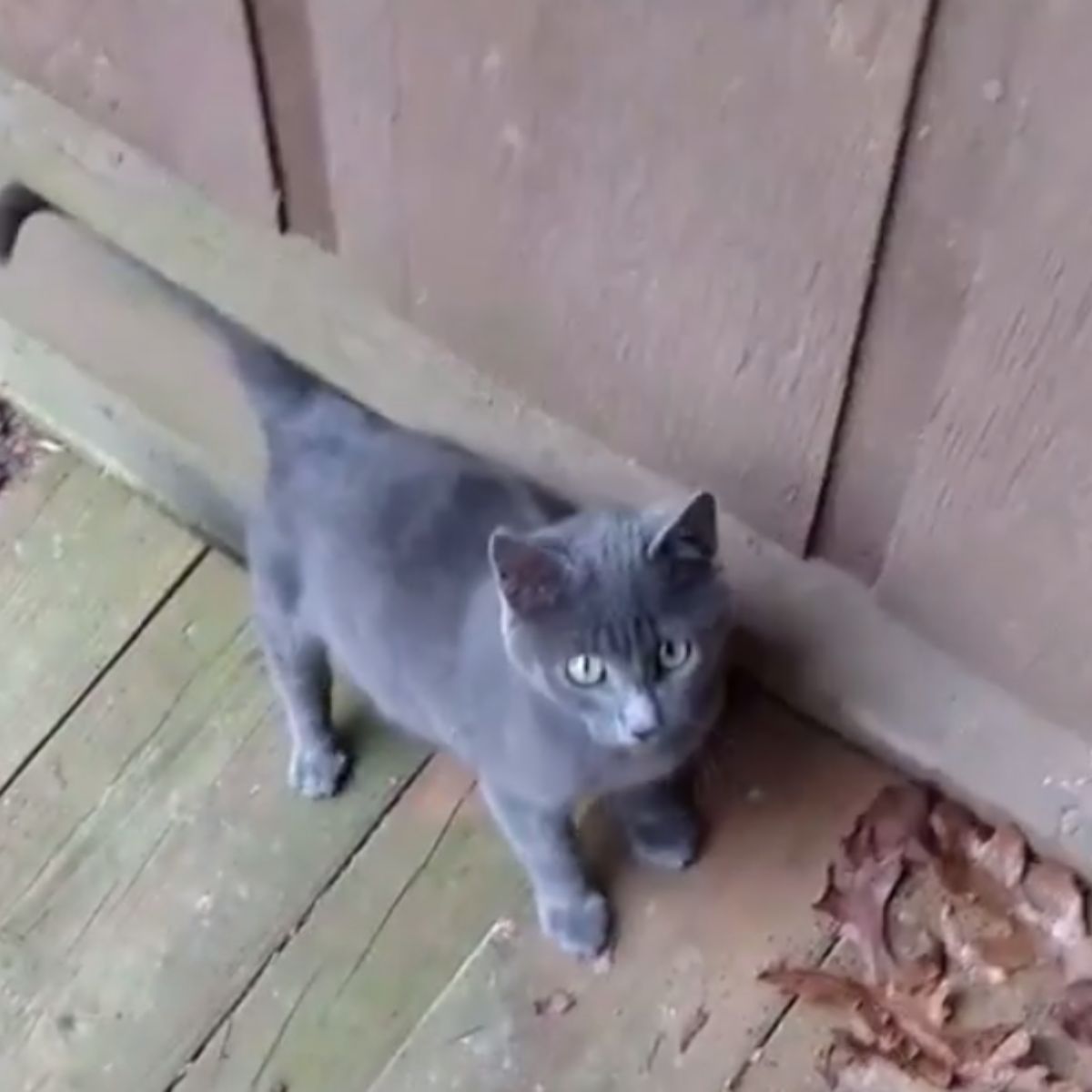 cute gray cat