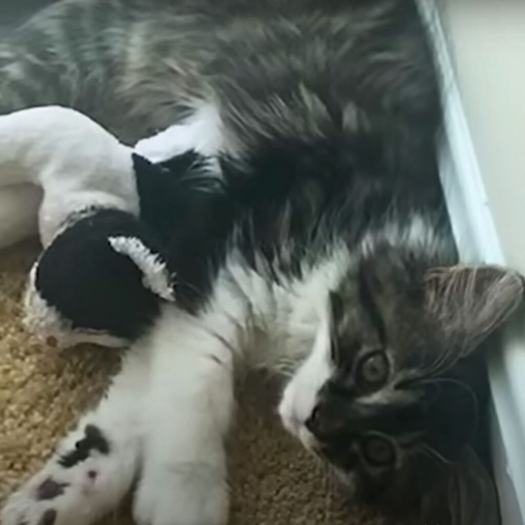 cat laying with stuffed toy