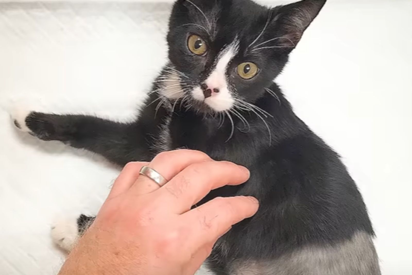 man pets cat