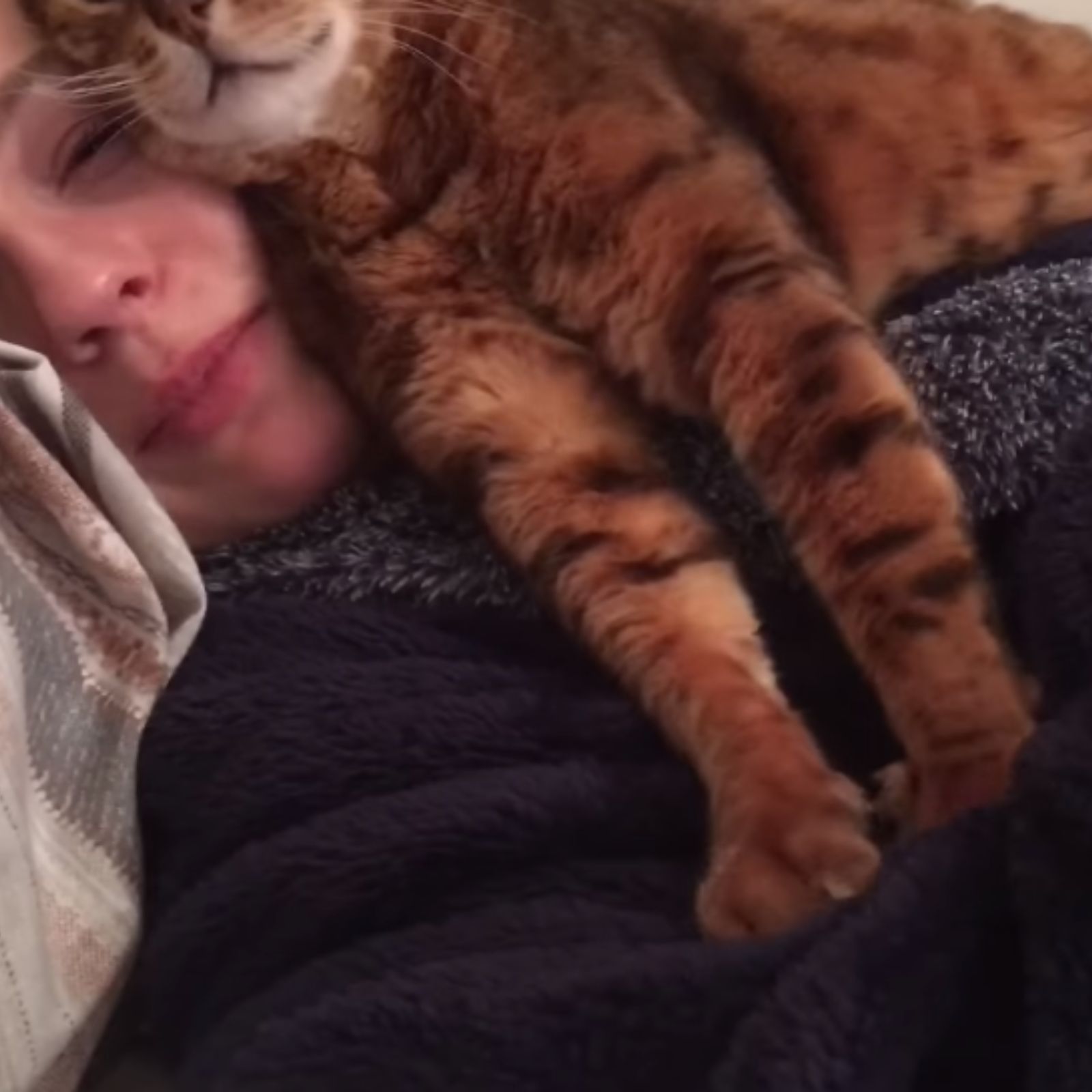 cat caresses the womans head