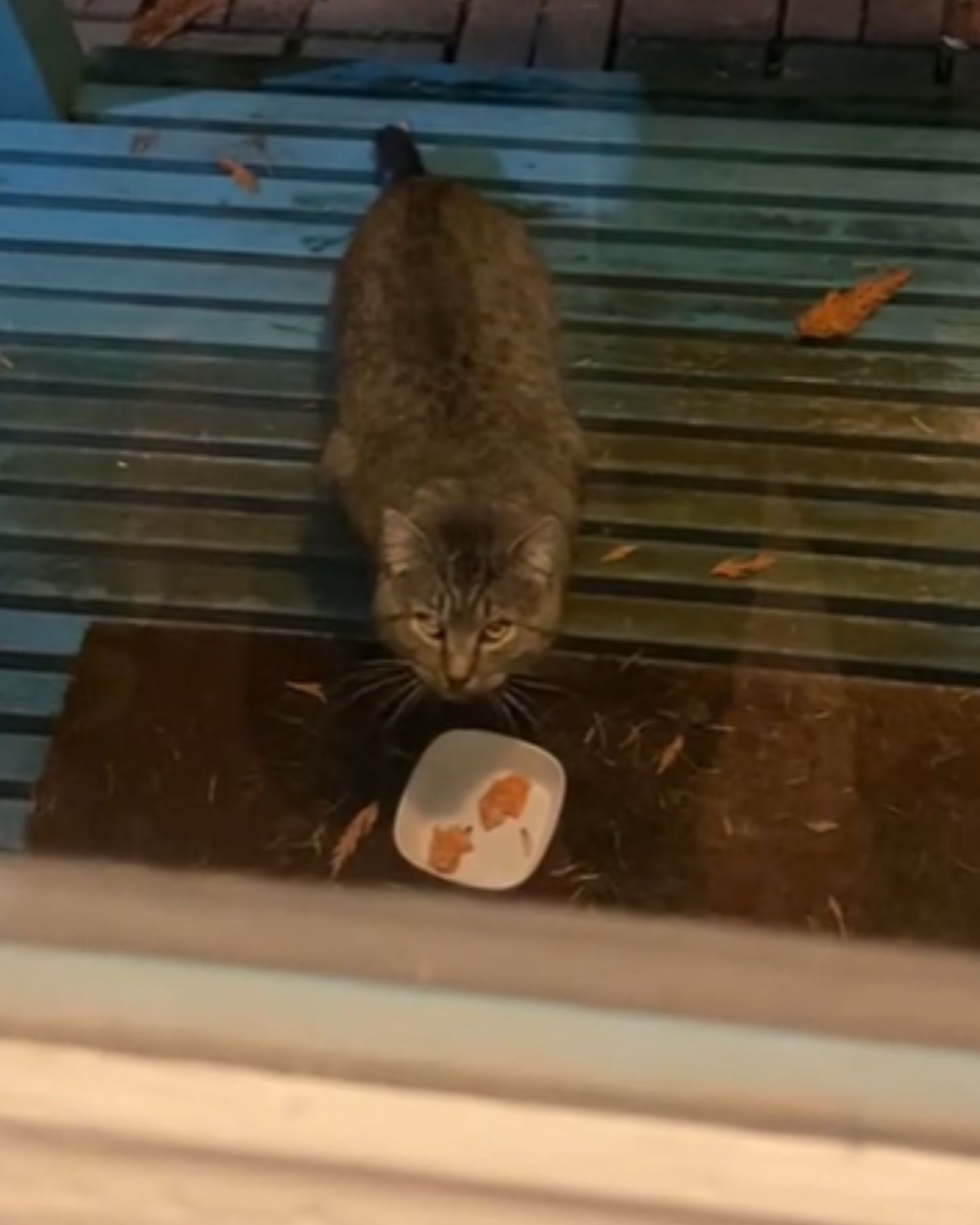 wild cat is eating food
