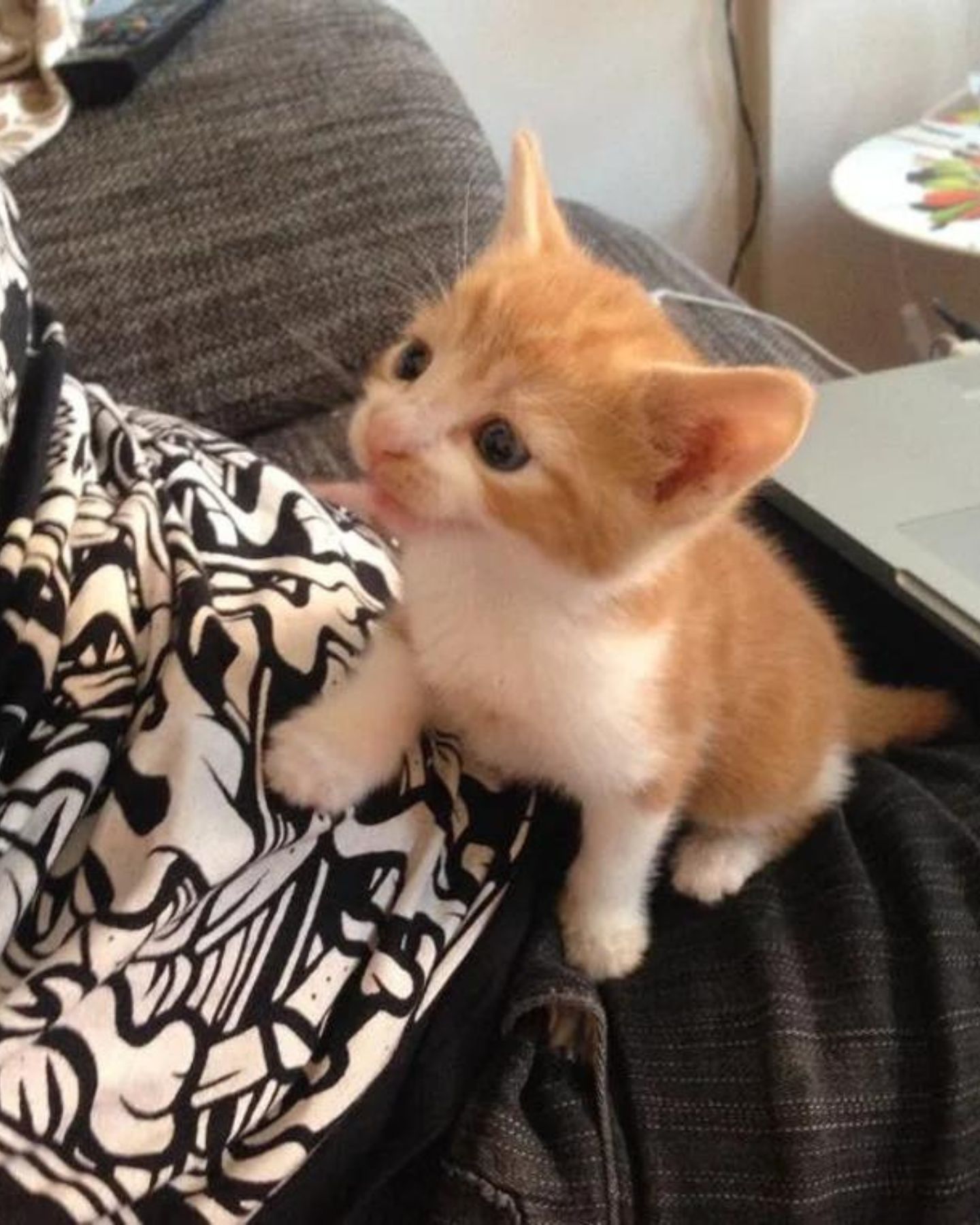 kitten in lap