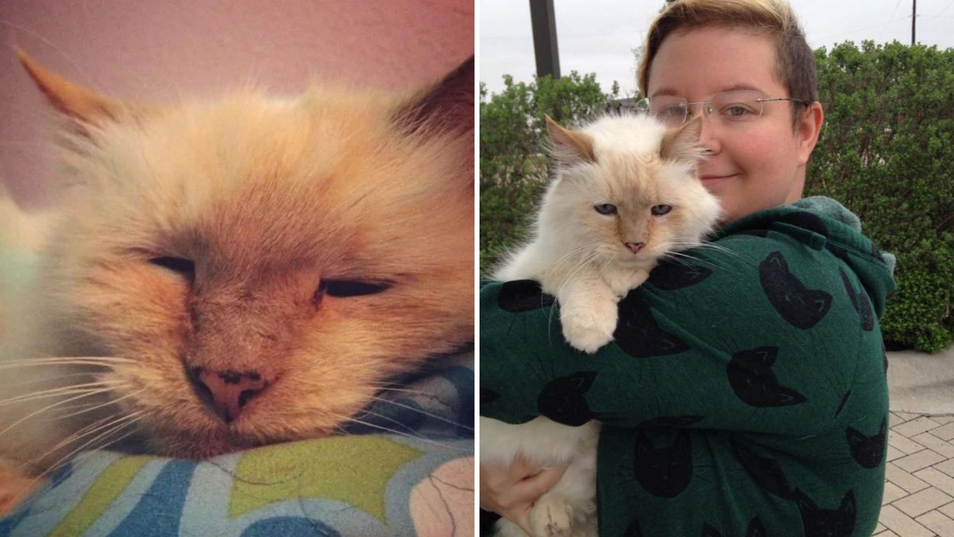 senior cat
