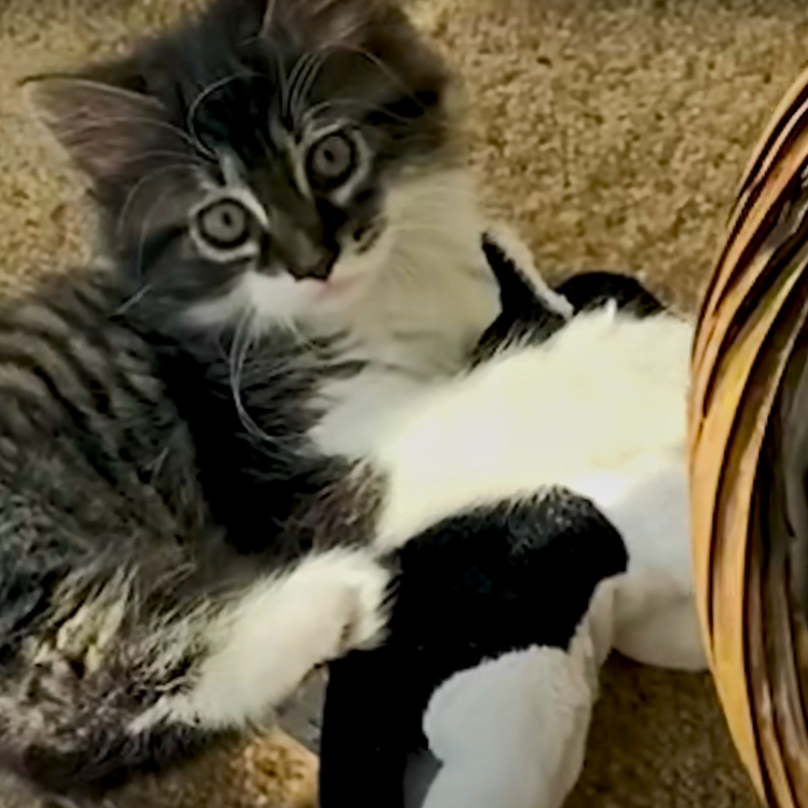 cat and his stuffed toy