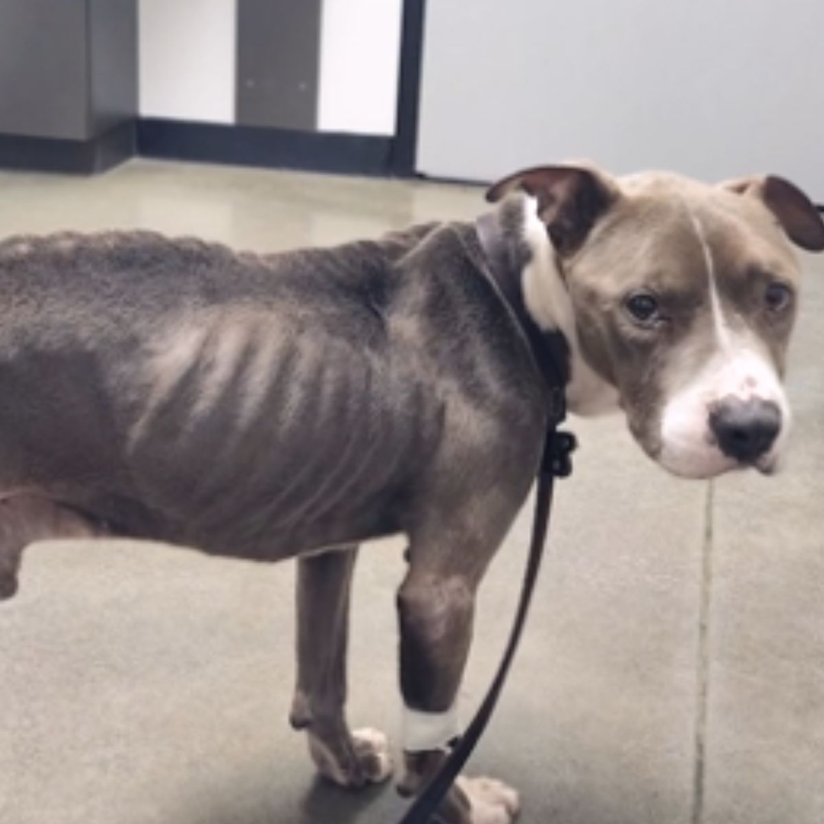skinny dog