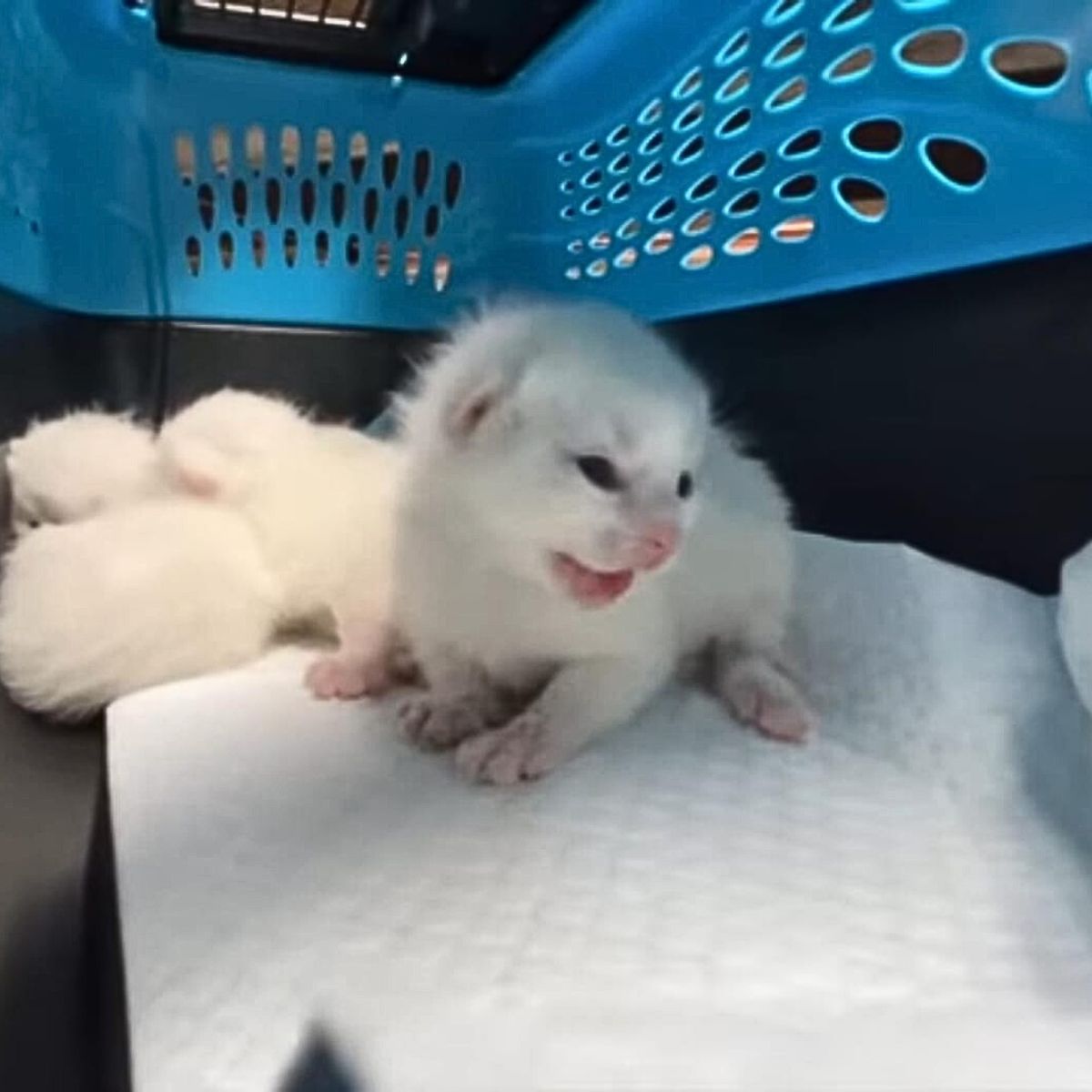 cute white kitten