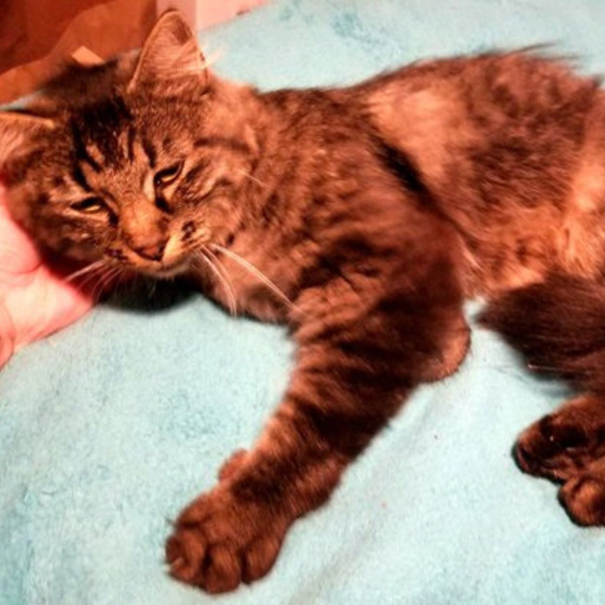 messy cat pet