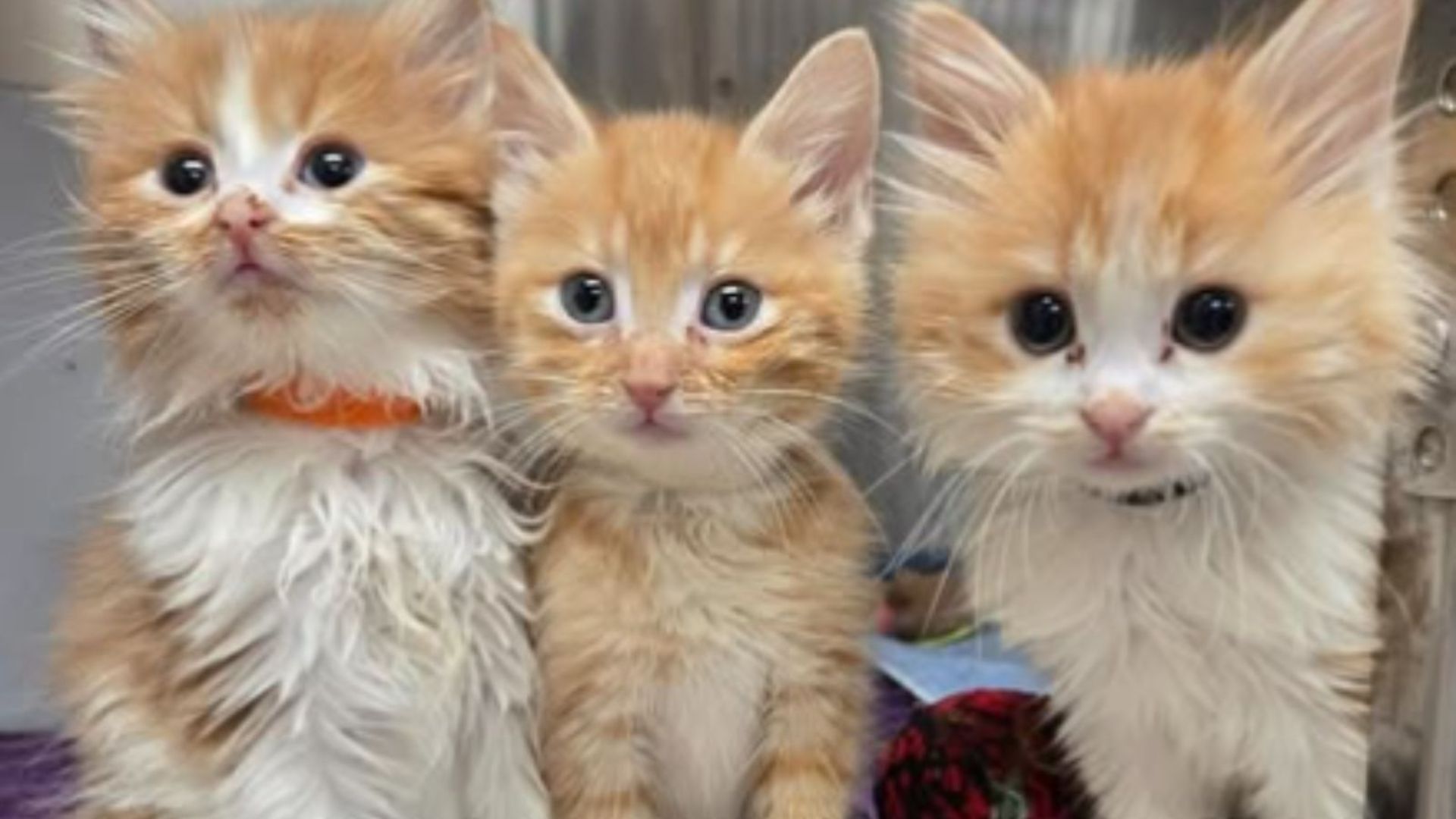 twenty three cats rescued from single home