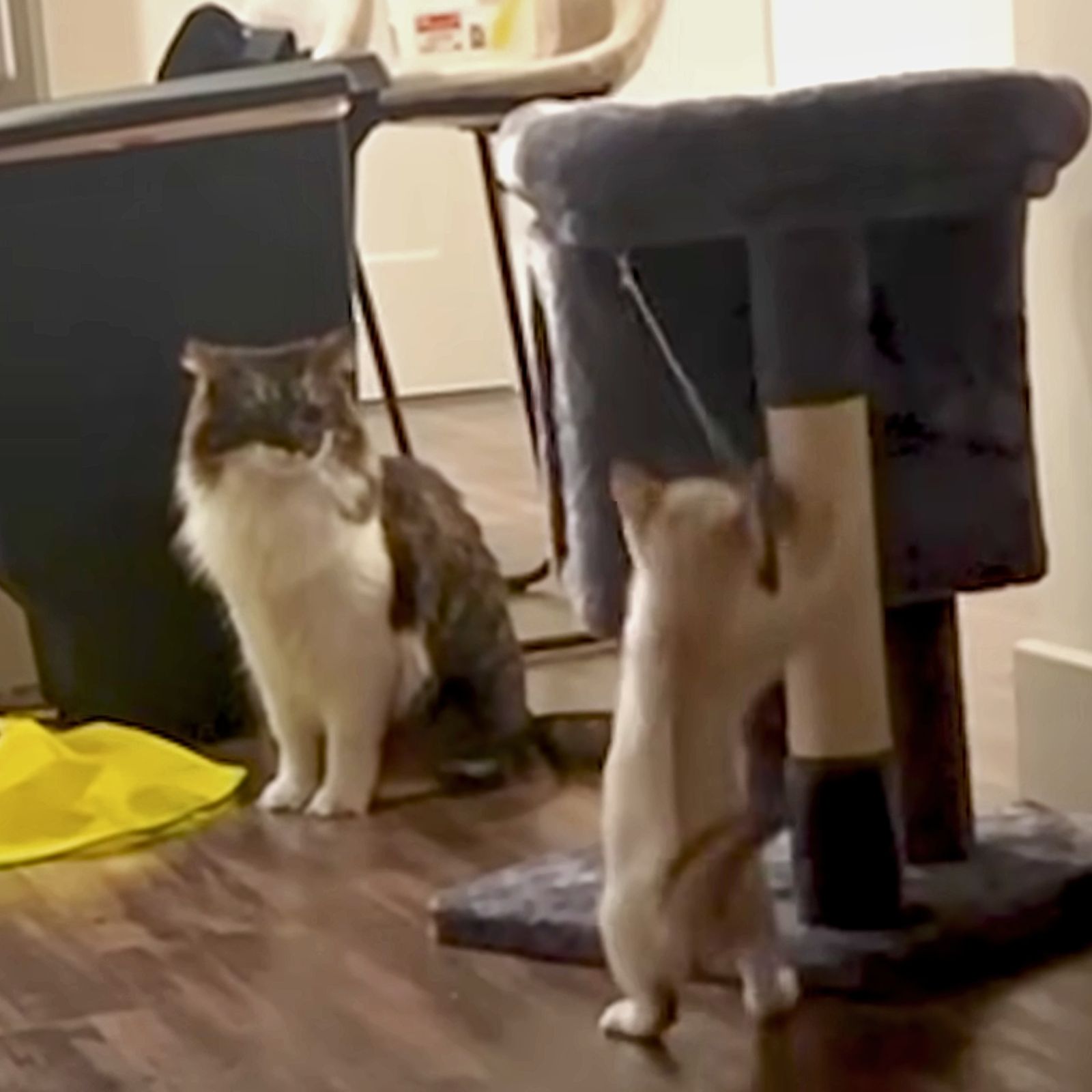 cat watching new cat