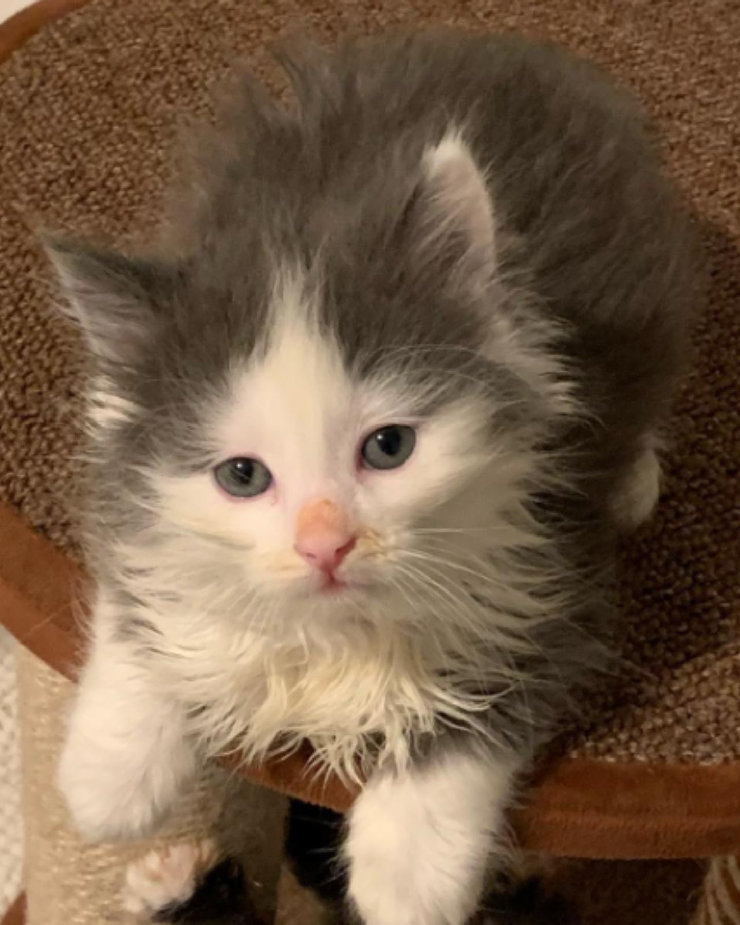 shaggy kitten