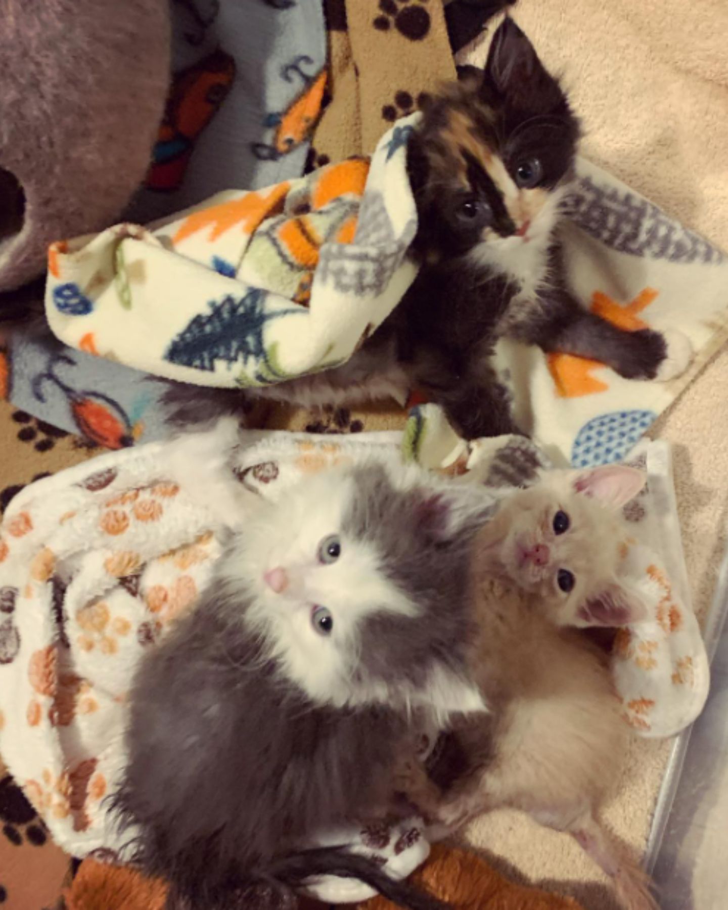 3 kittens in blankets