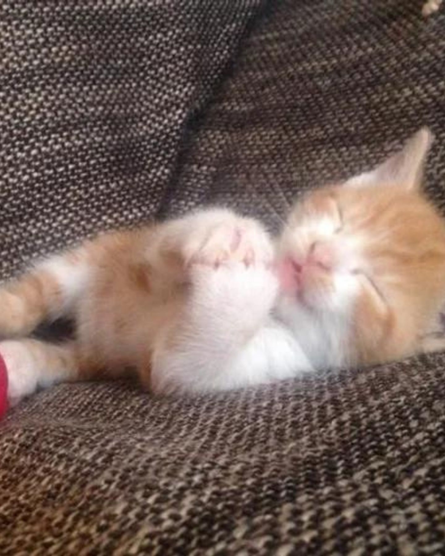 kitten sleeping