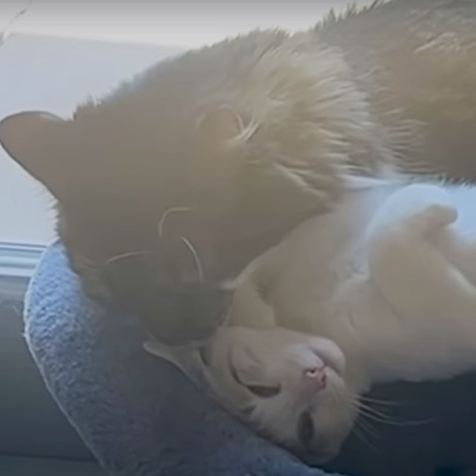 cats snuggling up