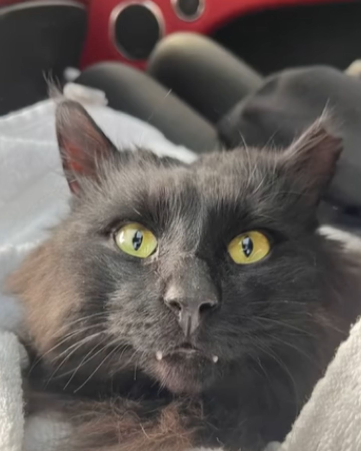two tiny teeth poking out from the cat’s mouth