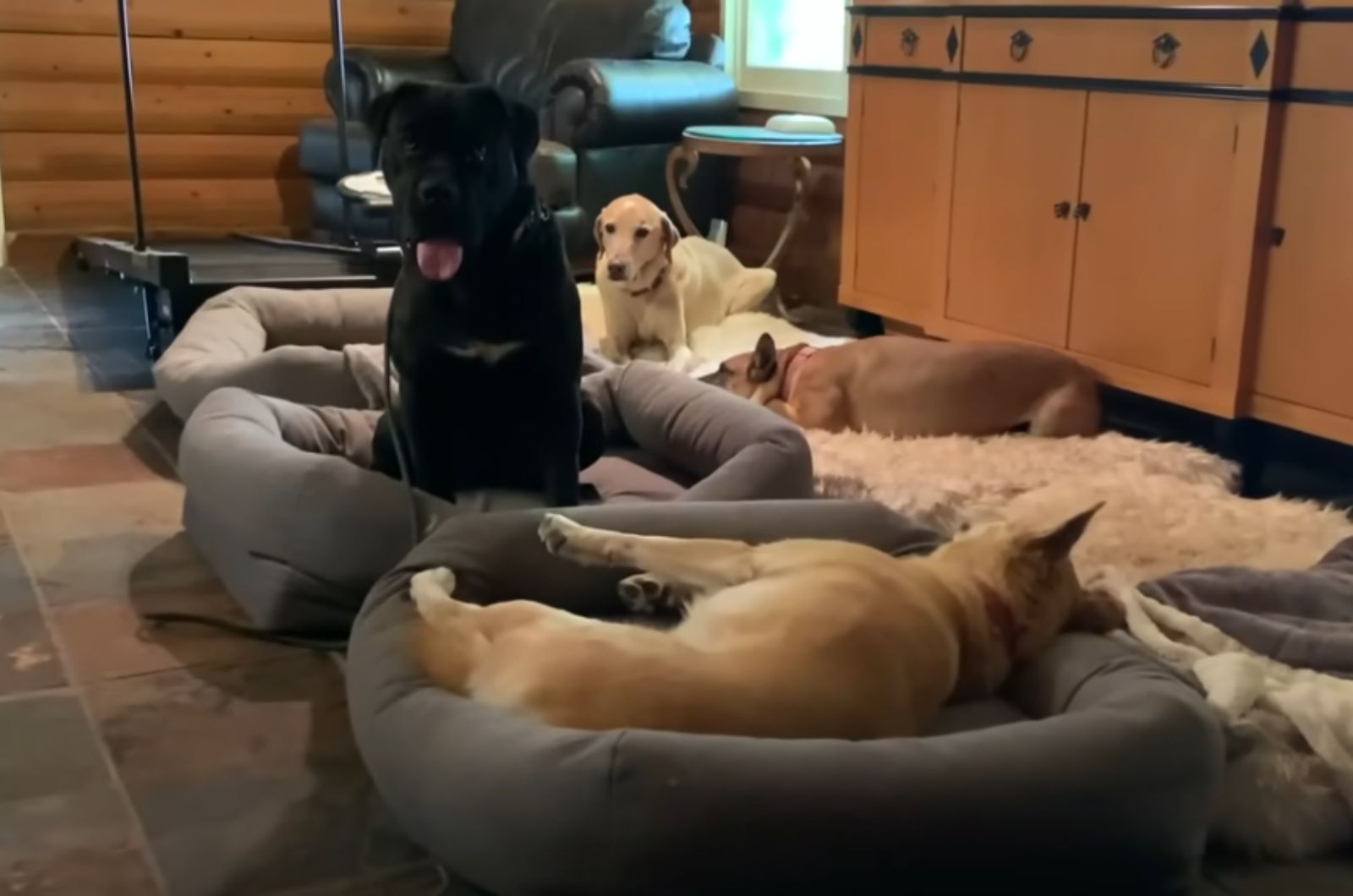4 dogs in the house enjoying themselves