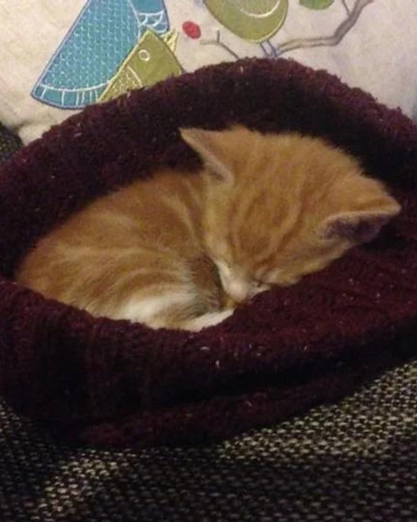 kitten snuggled up