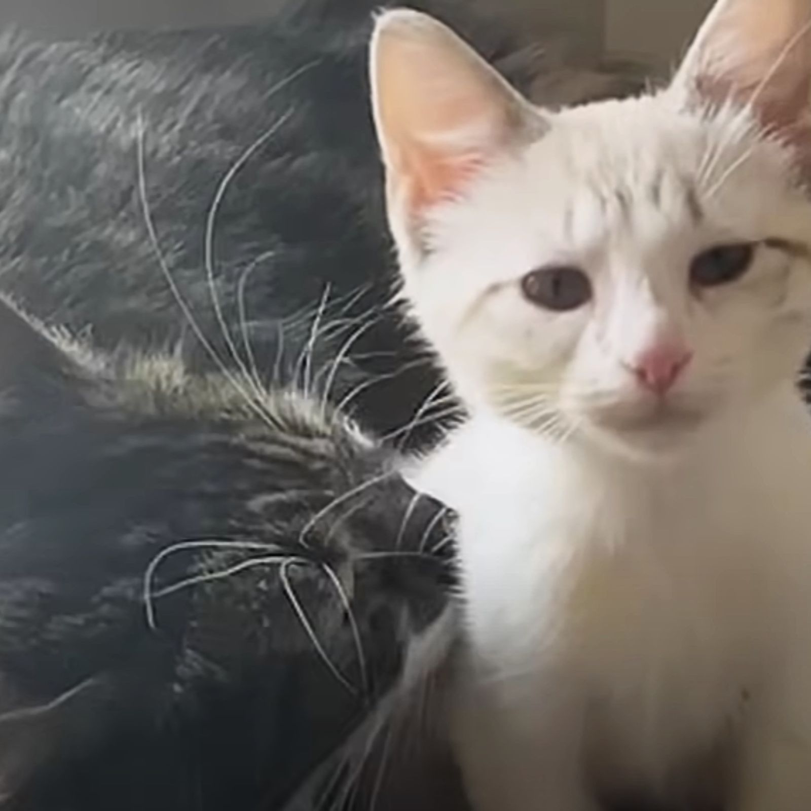two cats snuggling