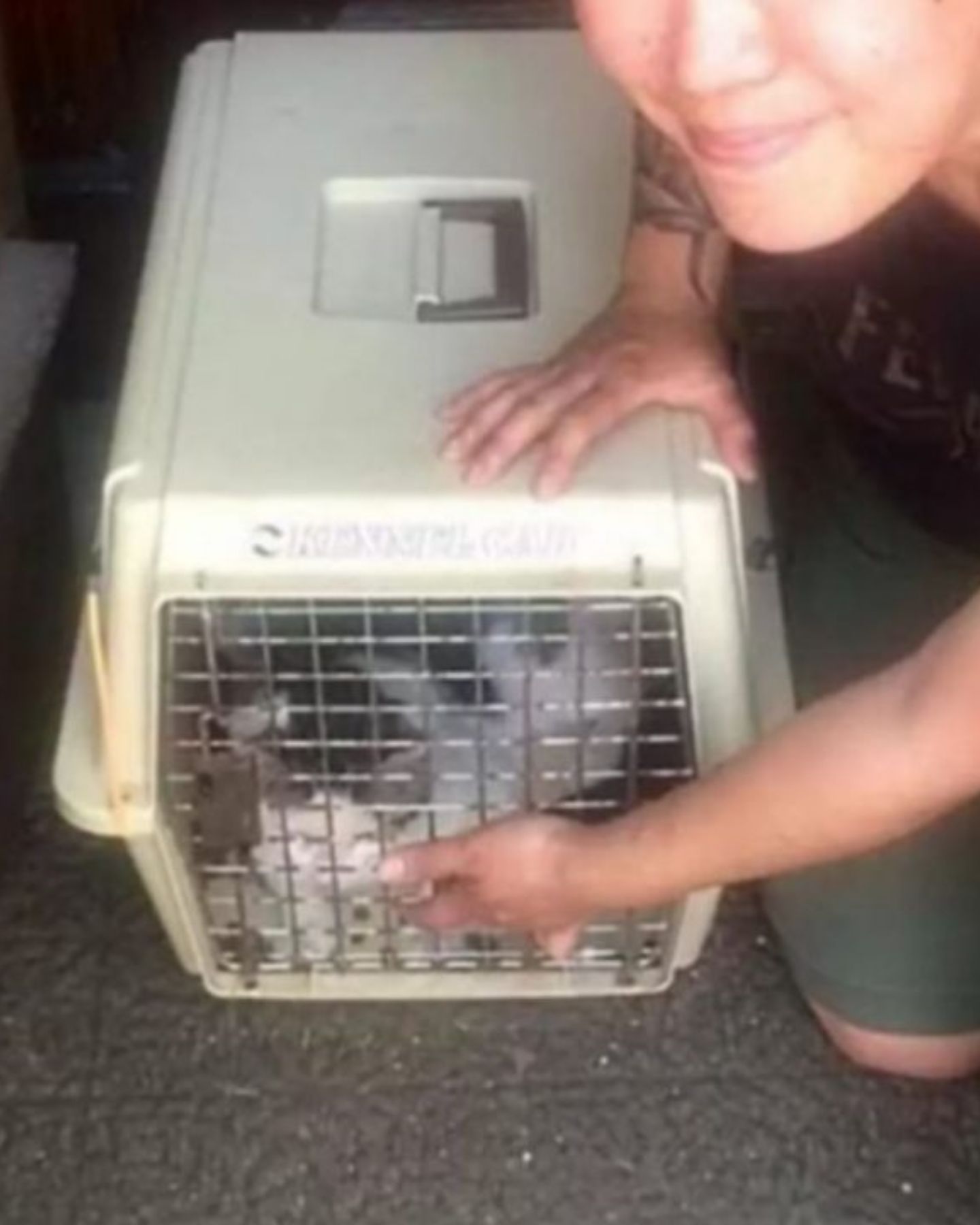 cat in a transporter