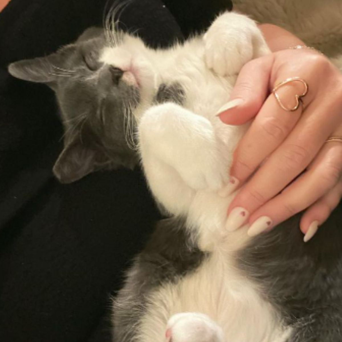 cat enjoys peace with the woman