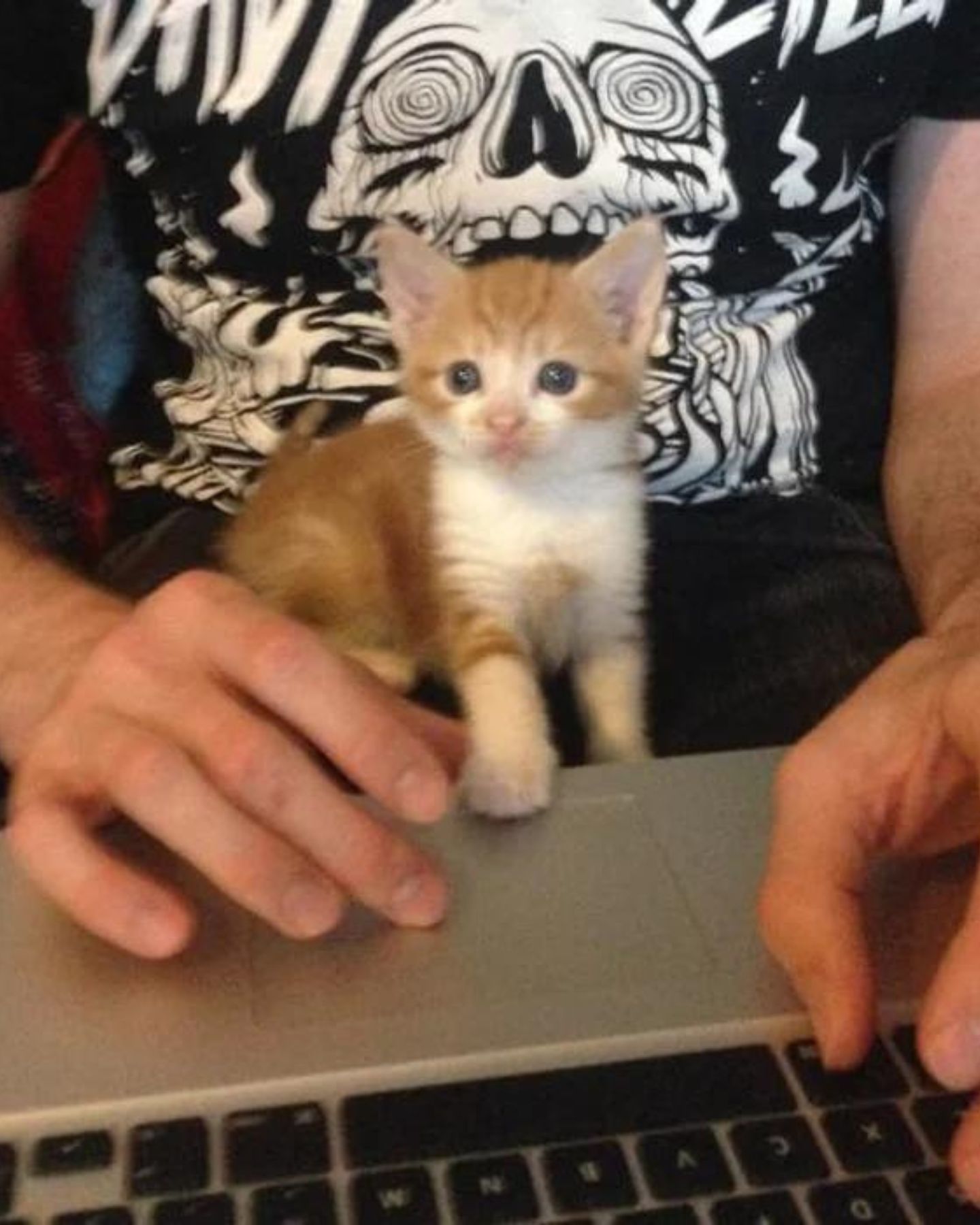 kitten in lap while man working