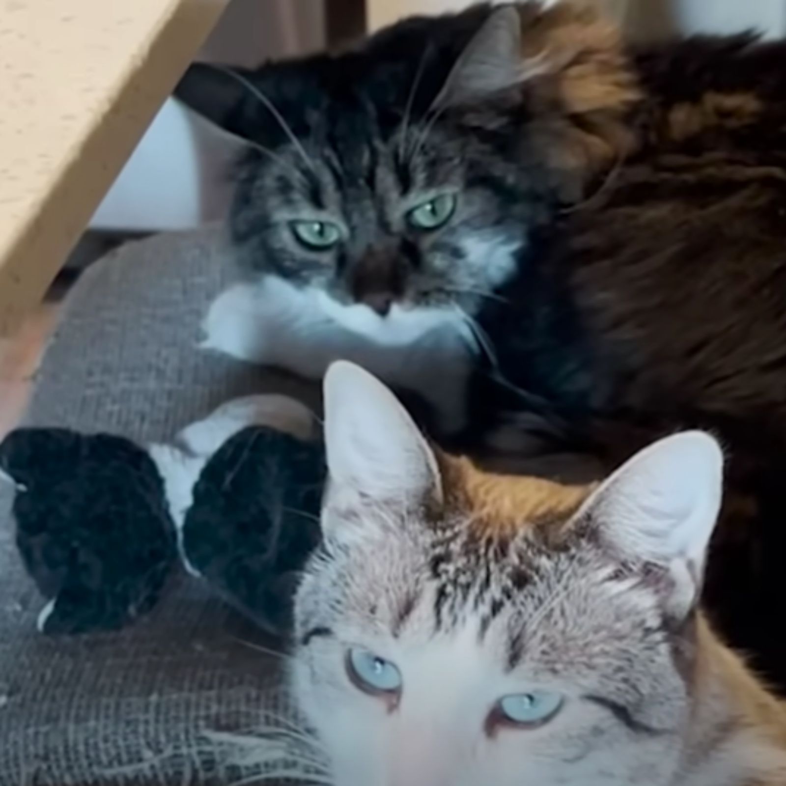 cat sneaking on another cat