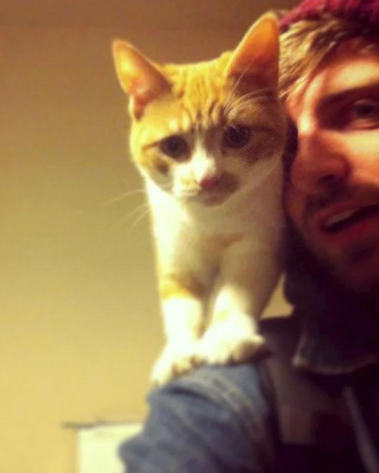 man and kitten selfie
