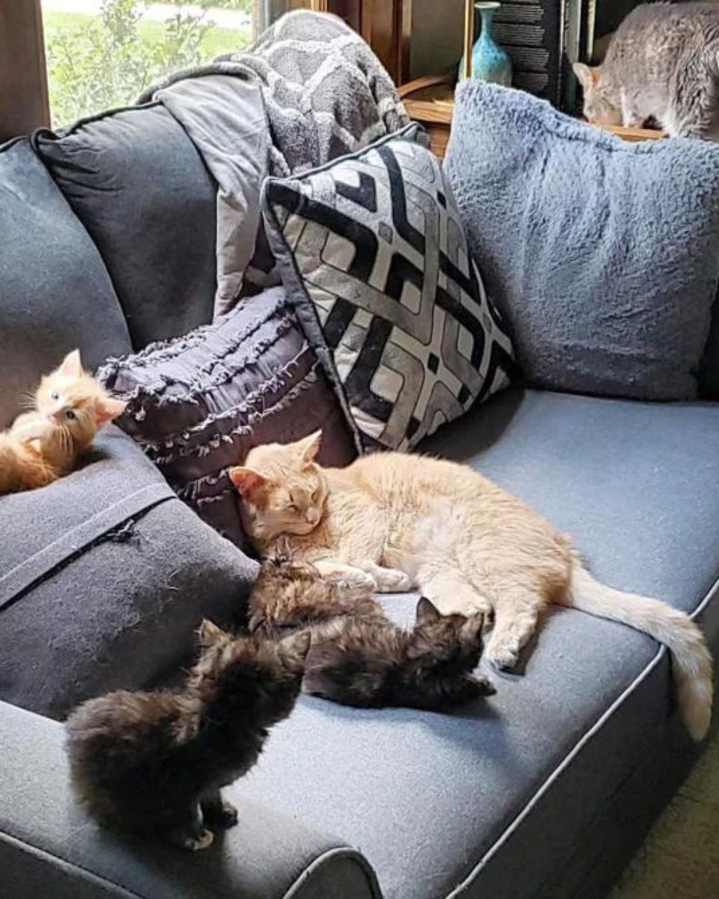 rescued cat with her kittens in the house